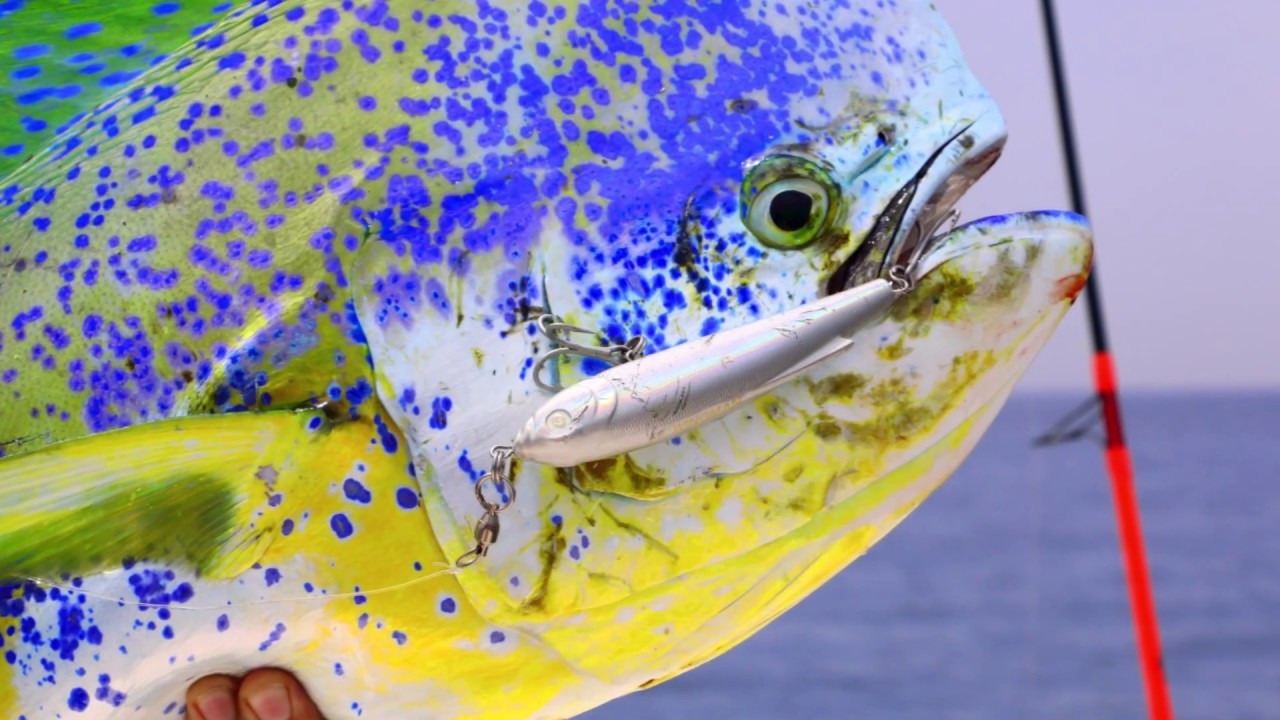 The best lures for Mahi